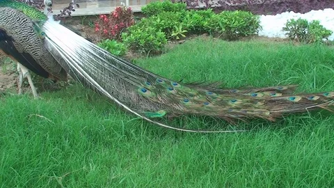 The tail of a peacock close up Vídeos de archivo 73316831