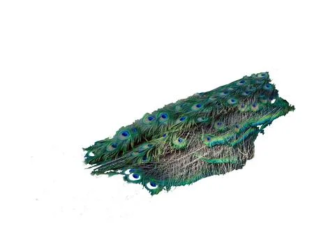 Tail of a peacock isolated on white Photos