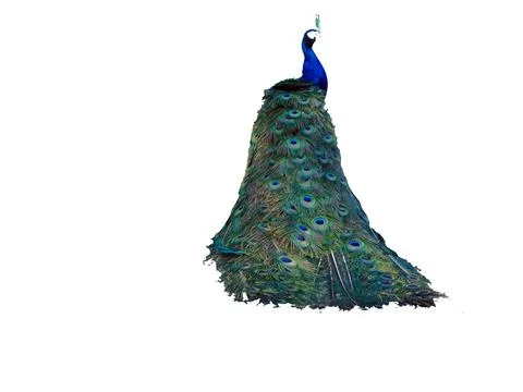 Tail of a peacock isolated on white Foto stock