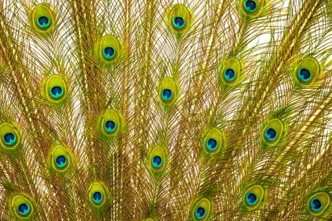 Tail of peacock Stock Photos