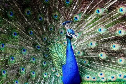 Tail peacock 写真素材