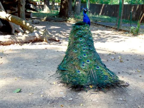 The tail of a peacock 库存照片