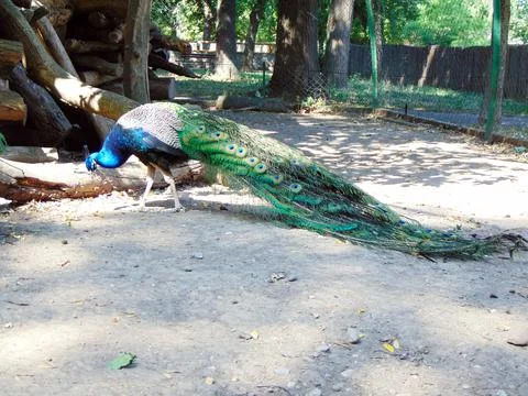 Tail of a peacock at zoo 库存照片