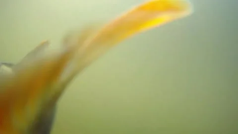 Tail of perch under water, fin, leaf on water, river, summer, Ukraine. 스톡 동영상 288125978