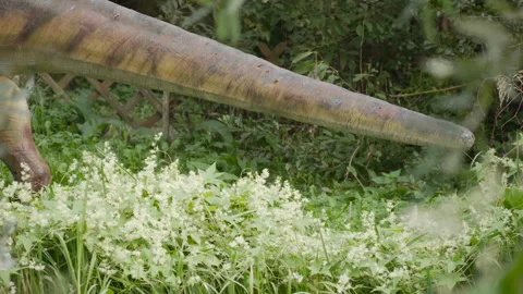 Tail of prehistoric dinosaur among dense thickets. Stock Footage 310009728