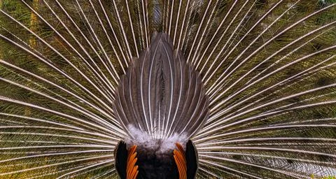 Tail, rear part of the peacock Stock Photos