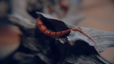 Tail of a Red and orange Snake Crawling on wood Stock Footage 278806287