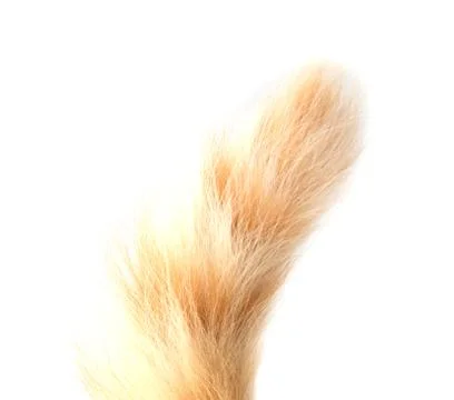 Tail of a red cat Stock Photos