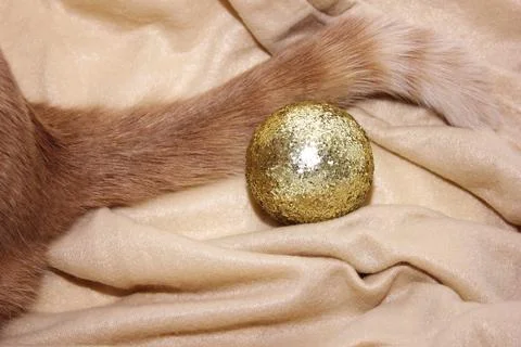 The tail of a red cat on a sand-colored blanket next to a golden  balls Stock Photos