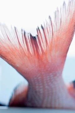 Tail of red snapper Stock Photos