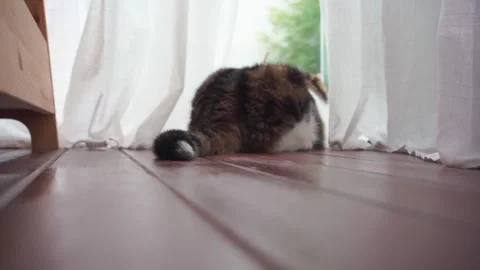 Tail of scottish cat move during see rain drop on window in living room Stock Footage 284309694