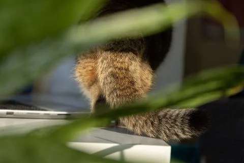 Tail of Scottish Fold cat surrounded by green leaves. Stock Photos