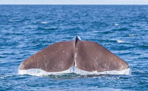 Tail of a Sperm Whale diving Stock Photos