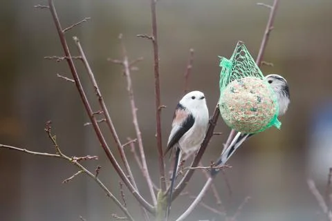 Tail tit hangs on a titmouse dumpling to peck food Stock Photos