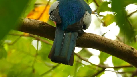 Tail view of bird with blue colors perched on a jungle branch Stock Footage 123629952