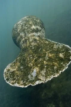 A tail view of a Crystal River Manatee swimming away from the camera. Stock Photos