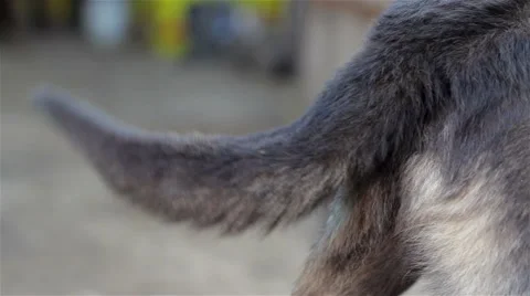 Tail wagging the dog Vidéo 58552902