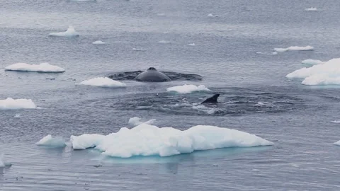 Tail of Whale in Antarctica 스톡 동영상 90314705