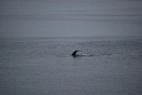 Tail of a Whale breaking the surface Stock Photos