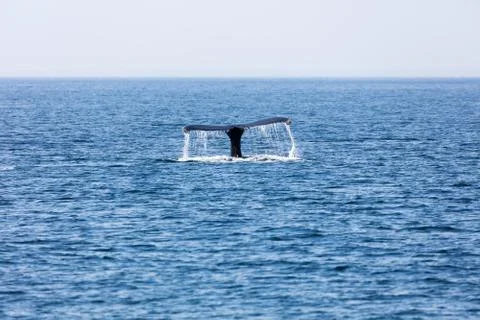 Tail of Whale, Cape Cod Foto stock
