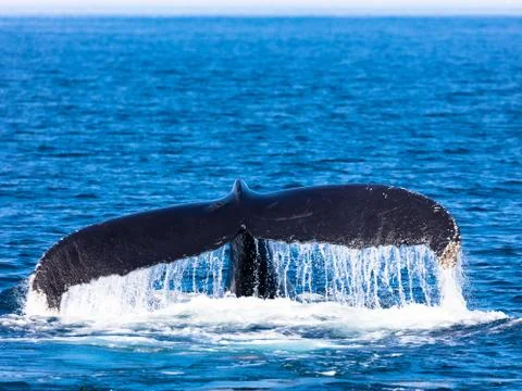 Tail of Whale, Cape Cod Foto stock