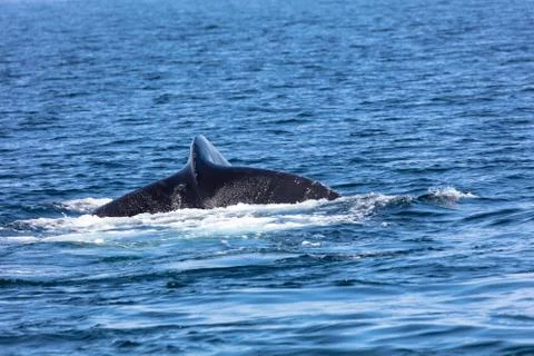 Tail of Whale, cape cod Stock Photos