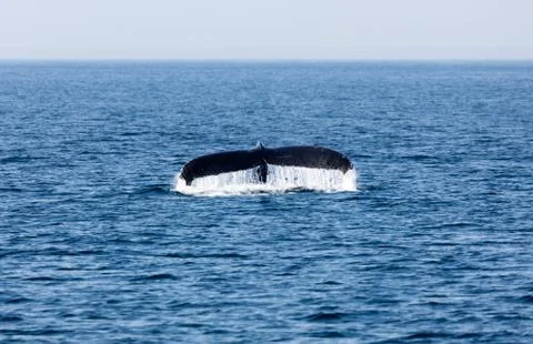 Tail of Whale, Cape Cod Stock Photos