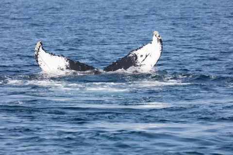 Tail of Whale, Cape Cod Stock Photos
