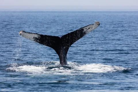 Tail of Whale, Cape Cod Foto stock