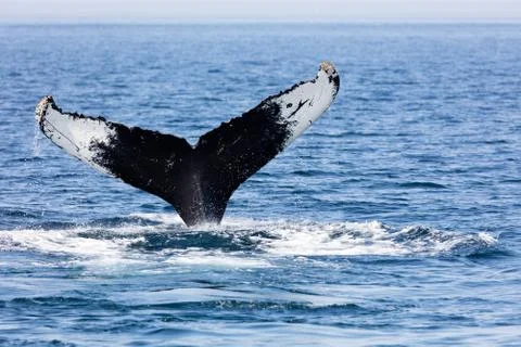 Tail of Whale, Cape Cod Foto stock