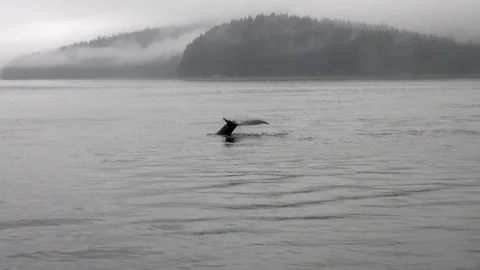 Tail of a whale diving into the water of Pacific Ocean in Alaska. Stock Footage
