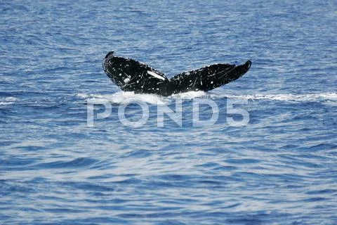 Tail of Whale Stock Photos