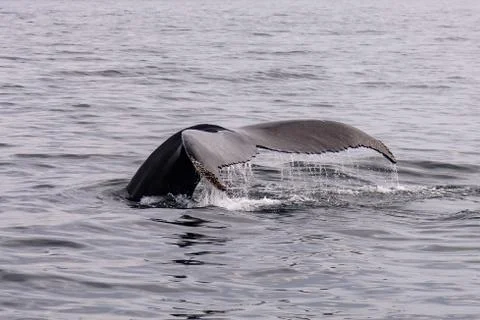 Tail of a Whale Stock Photos