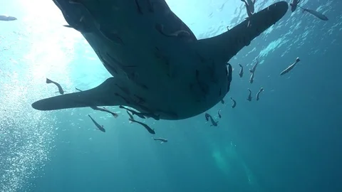 Tail of Whale shark from below Stock Footage