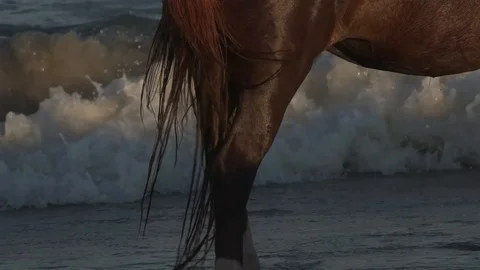 Tail whips in the water. Stock Footage 93593516