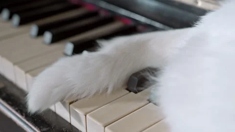 Tail of white cat lying on a piano keyboard Stock Footage 320466902