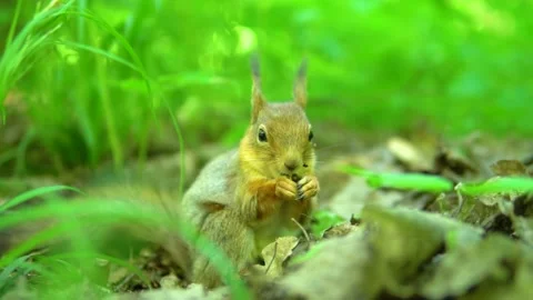 Tail wildlife wild forest grass green habitat cute red nut, concept healthy Stock Footage 197074017