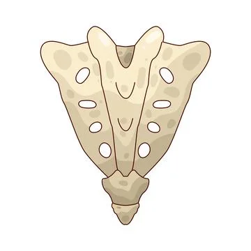 Tailbone illustration Stock Illustration