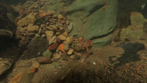 Tailed Frog (Ascaphus) Stock Footage 246080662