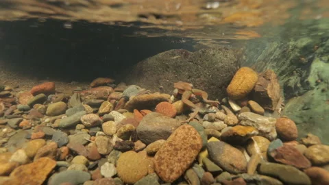 Tailed Frog (Ascaphus) Stock Footage 246080668