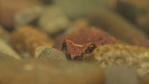 Tailed Frog (Ascaphus) Stock Footage 246080701