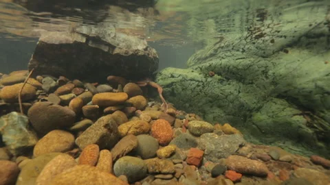 Tailed Frog (Ascaphus) Stock Footage 246080726