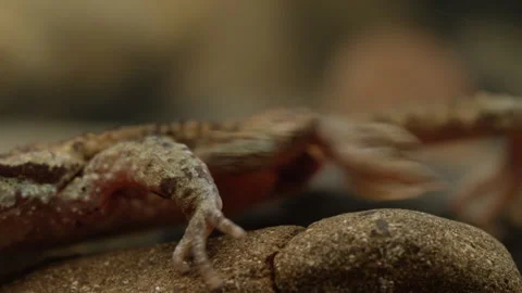 Tailed Frog (Ascaphus) Stock Footage 246081115