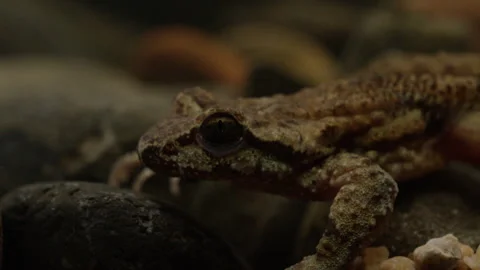 Tailed Frog (Ascaphus) Stock Footage 246081152