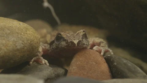 Tailed Frog (Ascaphus) Stock Footage 246081202