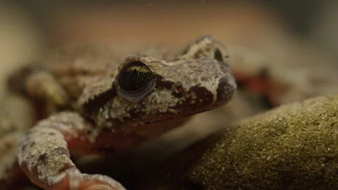 Tailed Frog (Ascaphus) Stock Footage 246081313