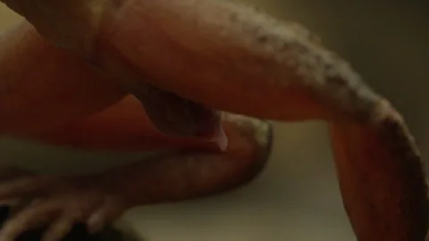 Tailed Frog (Ascaphus) Stock Footage 246081325