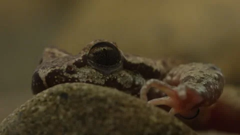 Tailed Frog (Ascaphus) Stock Footage 246081358