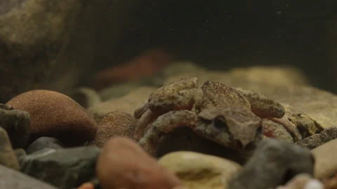 Tailed Frog (Ascaphus) Stock Footage 246081540