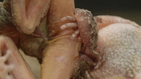 Tailed Frog (Ascaphus) Stock Footage 246081689